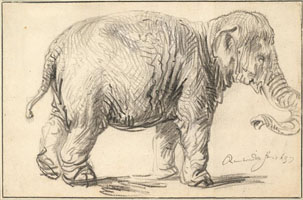 Cuadro de Rembrandt Harmenszoon van Rijn  - Un elefante