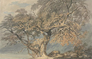 Cuadro de Joseph Mallord William Turner - Un gran árbol 