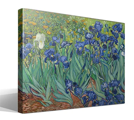 Iris