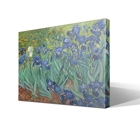 Iris
