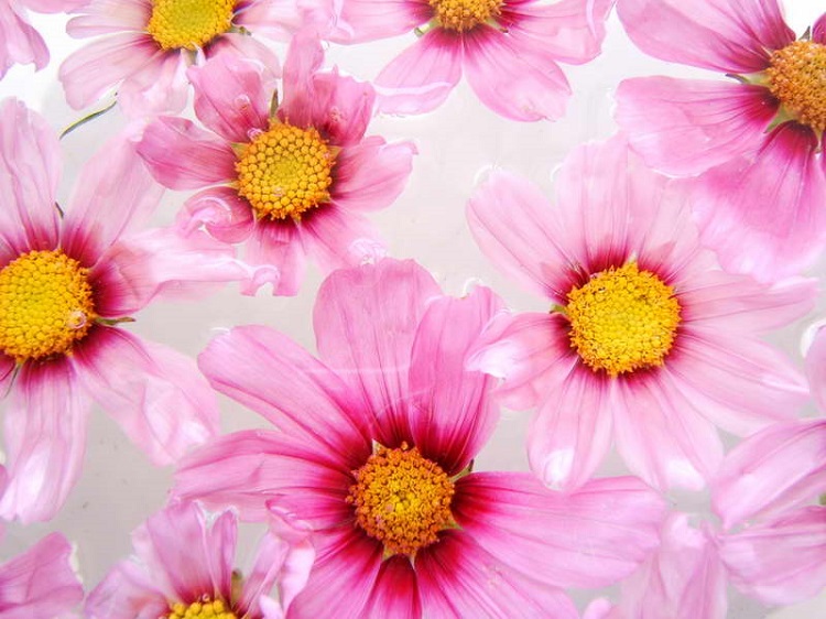 DÍA 5 DE JUNIO: DÍA MUNDIAL DEL MEDIO AMBIENTE