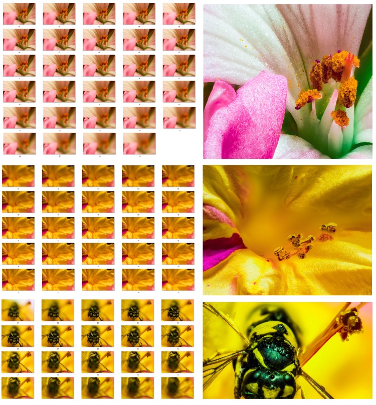 SUPER MACRO “GRANOS DE POLEN EN EL ESTAMBRE DE UNA FLOR” Y APILAMIENTO DE IMÁGENES